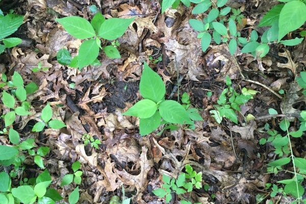 Forest Floor