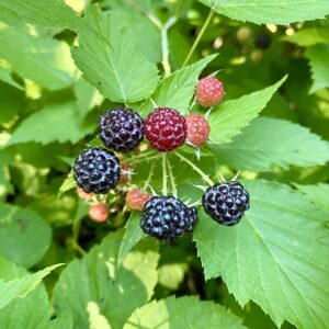 August 15 Blackberry Picking
